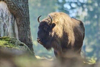 European bison (Bison bonasus) in a forest in spring, Bavarian Forest, Germany, Europe