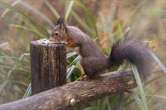 Eurasian squirrel (Sciurus) standing on a wooden fence, holding on to a wooden post, eating,