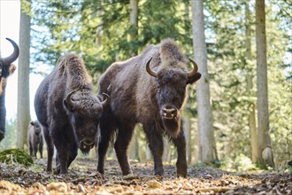 European bison (Bison bonasus) in a forest in spring, Bavarian Forest, Germany, Europe