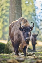 European bison (Bison bonasus) in a forest in spring, Bavarian Forest, Germany, Europe