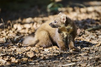 European pine marten (Martes martes) in a forest, Bavaria, Germany, Europe