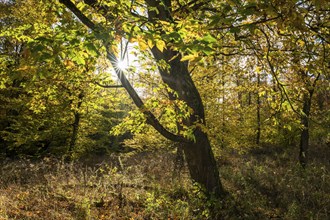 Mountain maple (Acer pseudoplatanus) in autumn with colourful leaves, backlit with sun star,