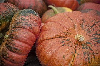 Close-up of pumpkins in warm autumn colours with a rough texture, Palatinate, Rhineland-Palatinate,