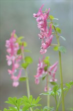 Corydalis solida (Corydalis solida), Emsland, Lower Saxony, Germany, Europe