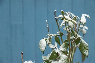 Withered rose branch covered with hoarfrost on blue background, garden and winter concept. Frost