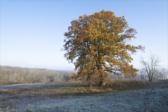 English oak (Quercus robur), solitary tree in a meadow, in autumn with yellow discoloured leaves,