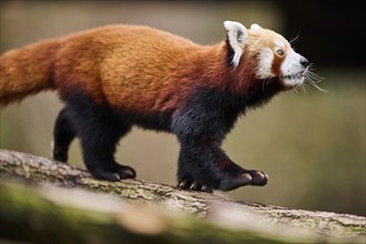 Red panda (Ailurus fulgens) walking on a branch, Germany, Europe