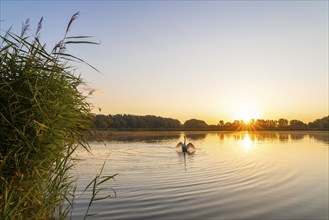 Sunrise at a pond, mute swan (Cygnus olor), reed (Phragmites australis), trees, sun star,