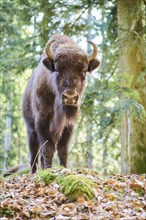 European bison (Bison bonasus) in a forest in spring, Bavarian Forest, Germany, Europe