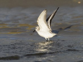 Sanderling (Calidris alba), flapping its wings after bathing in a sea pool, island of Texel,