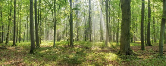 Panorama, sun shining through natural open beech forest with morning sun, Burgenlandkreis,