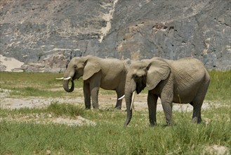 Desert elephant or African elephants (Loxodonta africana), dry riverbed of Hoarusib, Skeleton Coast