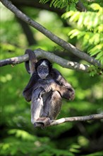 Variegated Spider Monkey (Ateles belzebuth hybridus)