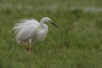 Great Egret (Casmerodius albus), Austria, Europe