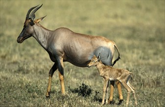 Lyra antelope, female with young, Massai Mara Game Reserve (Damaliscus lunatus korrigum), antelope,