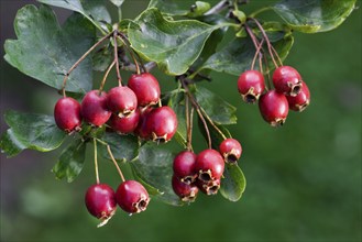 Common hawthorn (Crataegus monogyna) with leaves and red berries