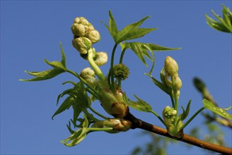 Sweet Gum Tree(Liquidambar styraciflua)