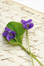 Scented violet on book with old manuscript, March violet, Wood violet (Viola odorata)