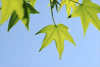 Sweet Gum Tree(Liquidambar styraciflua)