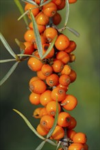 Common buckthorn, North Rhine-Westphalia, Germany, Europe