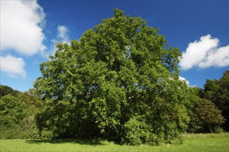 Walnut Tree (Juglans regia), Germany, Europe