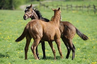 English Thoroughbred, English Thoroughbred