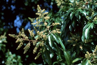 Mango tree (Mangifera indica)