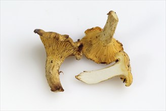 Chanerelles (Cantharellus cibarius)