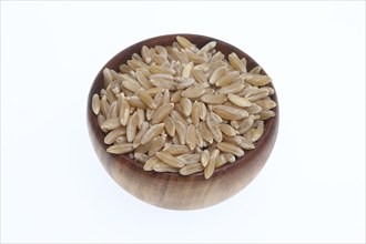 Khorasan wheat (Triticum turgidum × polonicum), also called kamut, is an old variety of spring