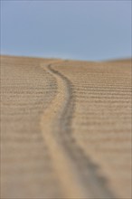 A track on the beach "Platja del Fangar", coast, nature reserve, ebro delta, Catalonia, Spain,