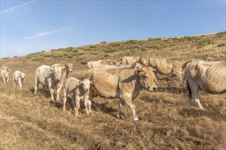 Aubrac cows walking in the dust in a dry pasture in summer. Aubrac, France, Europe