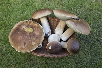 King boletes (Boletus edulis), Emsland, NIedersachsen, Germany, Europe