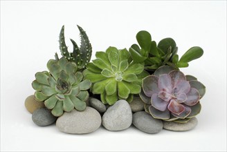 Various succulents on stones, rocks