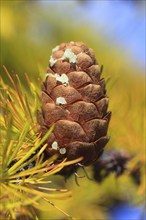 European larch ( Larix decidua) , cone, cone, Switzerland, Europe