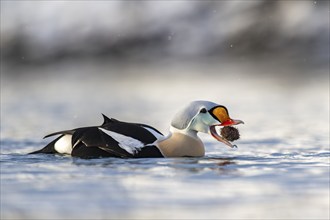 King eider (Somateria spectabilis), also known as King Eider, male eating a sea urchin, Batsfjord,