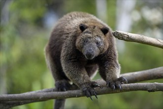 Doria tree kangaroo (Dendrolagus dorianus) in a nature park, Mount Hagen, Western Highlands, Papua