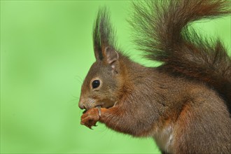 Eurasian red squirrel (Sciurus vulgaris), animal portrait, side view, wildlife, Wilden, North