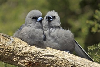 Black (Artamus cinereus) Faced Woodswallows, young, Northern Territory, Australia, Oceania