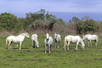 Camargue horses, Camargue, South of France, Camargue horse, White horse