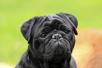 Pug