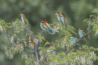 Group Bee-eaters (Merops apiaster) in blooming Black locust (Robinia pseudoacacia), Burgenland,