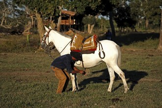 Cowboy with horse, vaqueiro, Pantaneiro, Pantanal, Brazil, South America