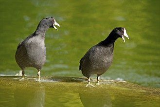 American Coots (Fulica americana), Florida, USA, North America