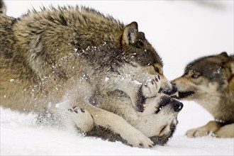 Gray wolves (Canis lupus) in winter, dominance behaviour, social behaviour