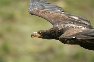 White-tailed eagle (Haliaeetus albicilla) youthful