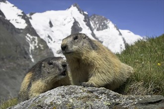 Alpine Marmots (Marmota marmota), Grossglockner, National Park Upper Tauern, Austria, alps, Europe