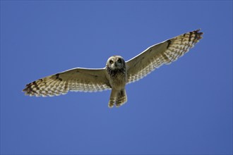 Short-eared Owl (Asio flammeus), Austria, Europe