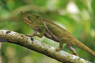 Chameleon (Furcifer balteatus), male, Magadascar, side