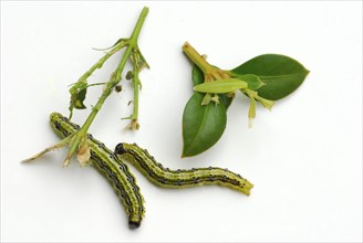 Common box-Zuensler caterpillars and leaves, -Zuensler, plants (Buxaceae)