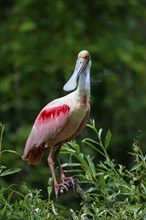 Roseate spoonbill (Ajaia ajaja)